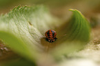 ladybird grub