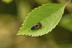 ladybird grub