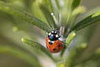 ladybird