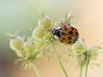 ladybird