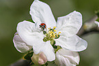 lady ladybird