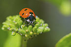 lady ladybird
