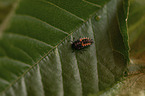 ladybird grub