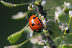lady ladybird
