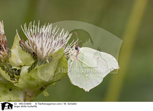 Groer Kohlweiling / large white butterfly / WS-03999