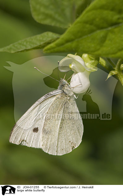 large white butterfly / JOH-01255