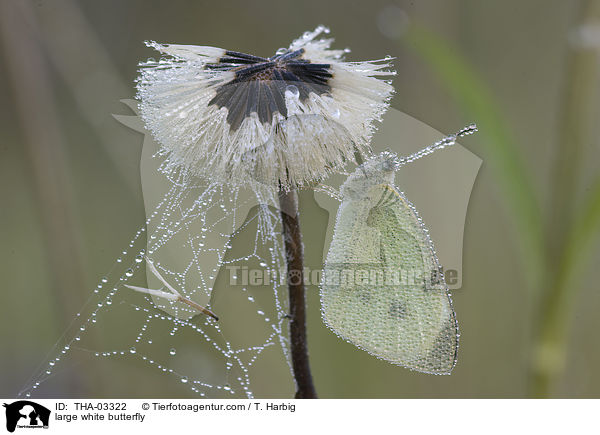 Groer Kohlweiling / large white butterfly / THA-03322
