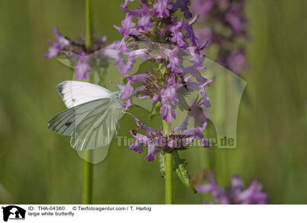 Groer Kohlweiling / large white butterfly / THA-04360