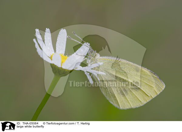 Groer Kohlweiling / large white butterfly / THA-05064