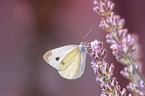 large cabbage white