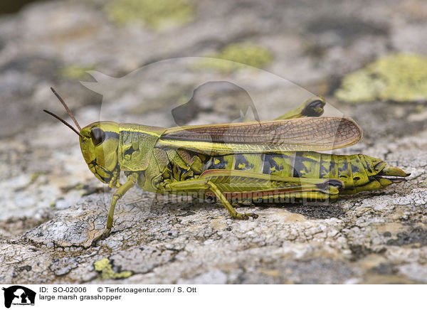 Sumpfschrecke / large marsh grasshopper / SO-02006