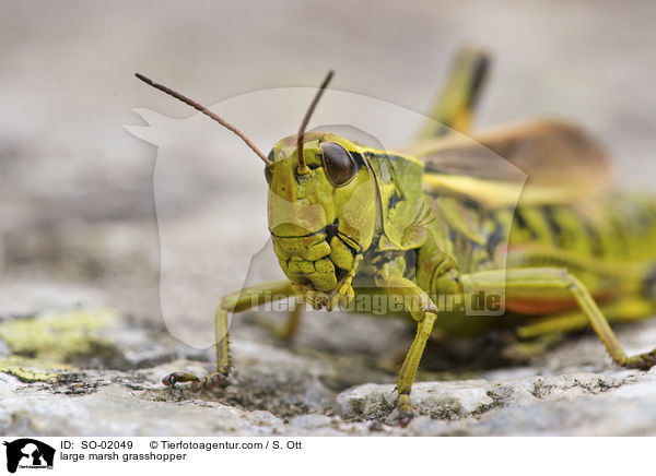 Sumpfschrecke / large marsh grasshopper / SO-02049