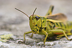 large marsh grasshopper