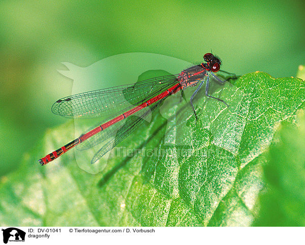 Frhe Adonisjungfer / dragonfly / DV-01041