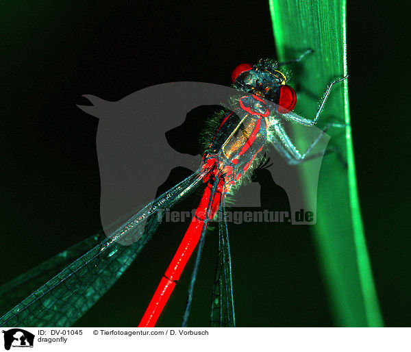 Frhe Adonisjungfer / dragonfly / DV-01045