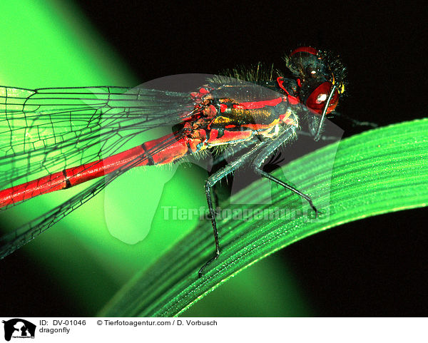Frhe Adonisjungfer / dragonfly / DV-01046