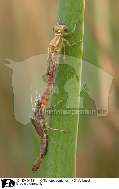 Frhe Adonisjungfer / large red damselfly / DV-01731