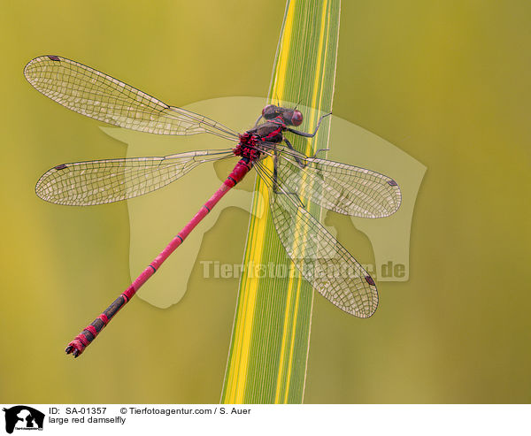 Frhe Adonislibelle / large red damselfly / SA-01357