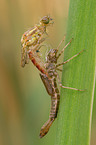 large red damselfly