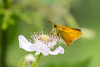 Large skipper