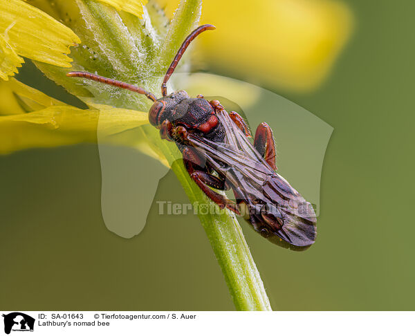 Rothaarige Wespenbiene / Lathbury's nomad bee / SA-01643