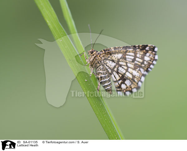 Gitterspanner / Latticed Heath / SA-01135