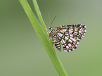 Latticed Heath