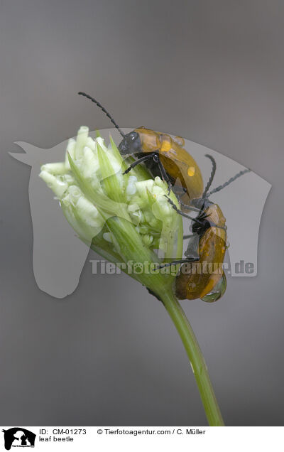 leaf beetle / CM-01273