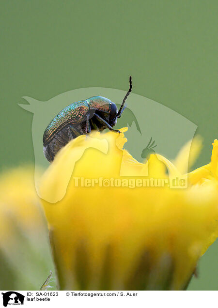 Blattkfer / leaf beetle / SA-01623