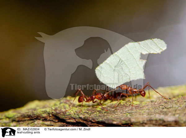 leaf-cutting ants / MAZ-02804
