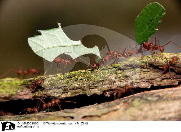 leaf-cutting ants / MAZ-02805