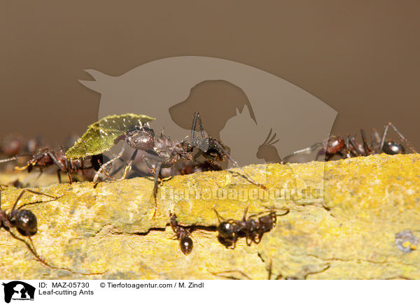 Blattschneiderameisen / Leaf-cutting Ants / MAZ-05730