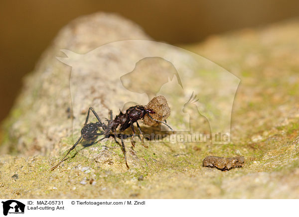 Blattschneiderameise / Leaf-cutting Ant / MAZ-05731