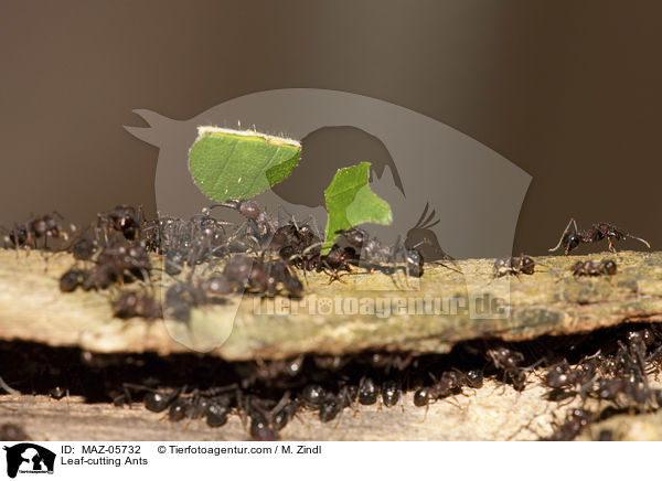Blattschneiderameisen / Leaf-cutting Ants / MAZ-05732