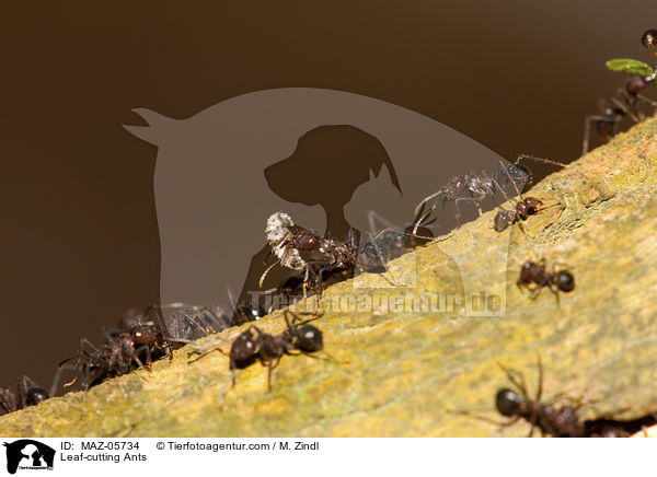 Blattschneiderameisen / Leaf-cutting Ants / MAZ-05734