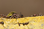 Leaf-cutting Ants