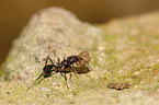 Leaf-cutting Ant