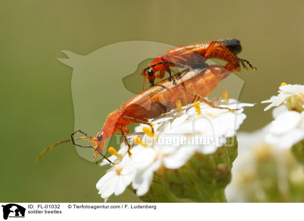 Weichkfer Paarung / soldier beetles / FL-01032