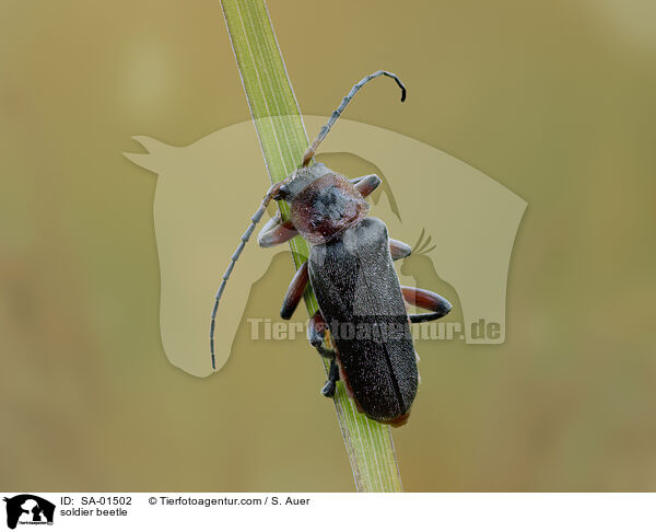Weichkfer / soldier beetle / SA-01502