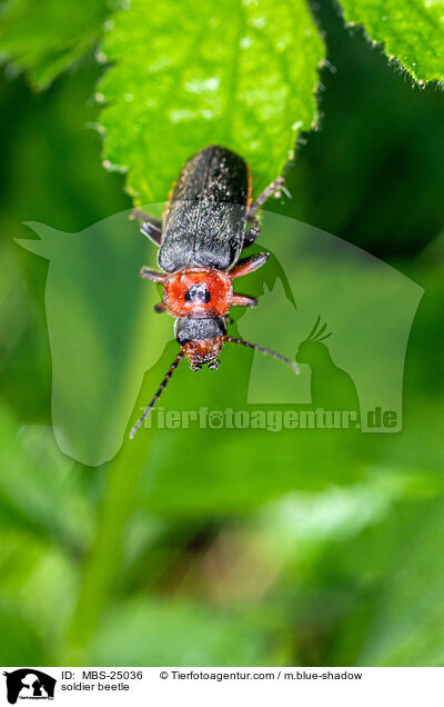 Weichkfer / soldier beetle / MBS-25036