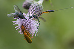 soldier beetle