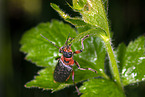 soldier beetle