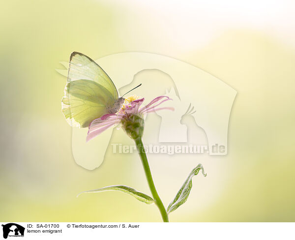 Zitronenauswanderer / lemon emigrant / SA-01700