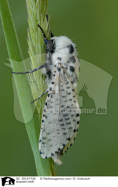 Blausieb / leopard moth / DV-01726