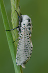 leopard moth