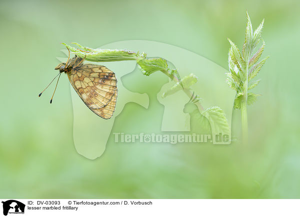 lesser marbled fritillary / DV-03093