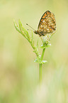 lesser marbled fritillary