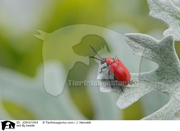 Lilienhhnchen auf Silbereiche / red lily beetle / JOH-01004