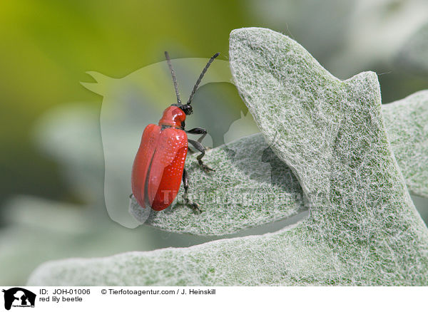 red lily beetle / JOH-01006