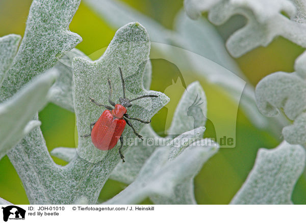red lily beetle / JOH-01010